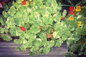 Nasturtiums