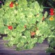 Nasturtiums