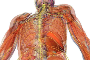 Vagus Nerve the Body Mind Connection