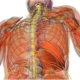 Vagus Nerve the Body Mind Connection