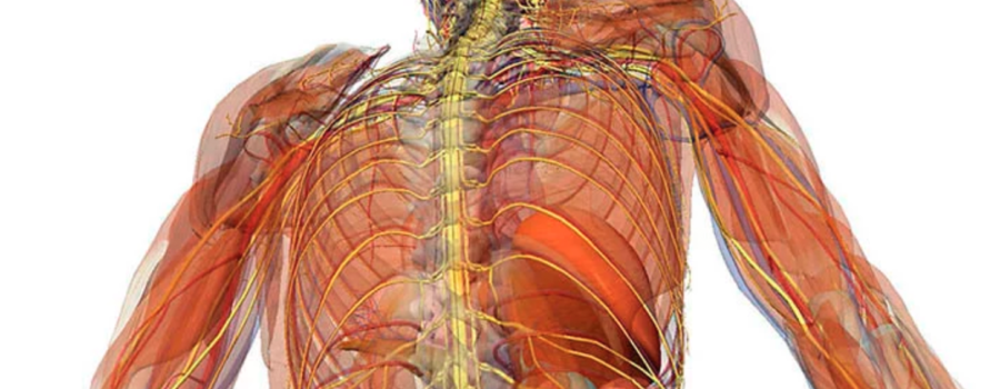 Vagus Nerve the Body Mind Connection