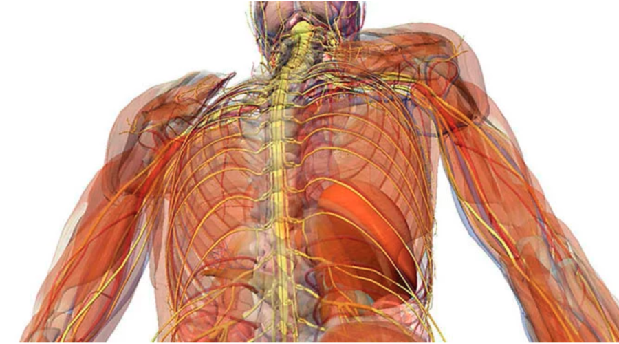 Vagus Nerve the Body Mind Connection